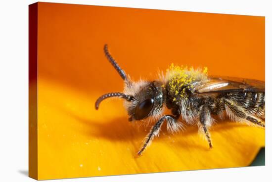 California. Bee Pollinating a Flower-Jaynes Gallery-Stretched Canvas