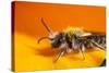 California. Bee Pollinating a Flower-Jaynes Gallery-Stretched Canvas