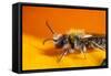 California. Bee Pollinating a Flower-Jaynes Gallery-Framed Stretched Canvas