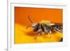 California. Bee Pollinating a Flower-Jaynes Gallery-Framed Photographic Print