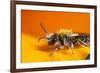 California. Bee Pollinating a Flower-Jaynes Gallery-Framed Photographic Print