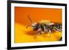 California. Bee Pollinating a Flower-Jaynes Gallery-Framed Photographic Print