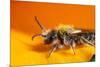 California. Bee Pollinating a Flower-Jaynes Gallery-Mounted Photographic Print