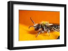 California. Bee Pollinating a Flower-Jaynes Gallery-Framed Photographic Print