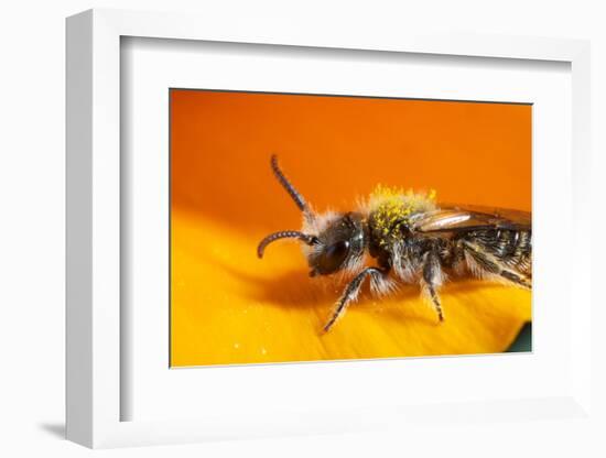 California. Bee Pollinating a Flower-Jaynes Gallery-Framed Photographic Print