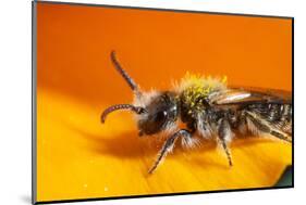California. Bee Pollinating a Flower-Jaynes Gallery-Mounted Photographic Print