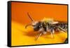 California. Bee Pollinating a Flower-Jaynes Gallery-Framed Stretched Canvas