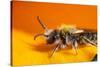 California. Bee Pollinating a Flower-Jaynes Gallery-Stretched Canvas