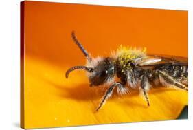 California. Bee Pollinating a Flower-Jaynes Gallery-Stretched Canvas