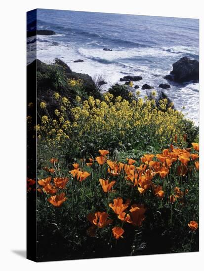 California, Big Sur Coast, Central Coast, California Poppy and Ocean-Christopher Talbot Frank-Stretched Canvas