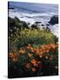 California, Big Sur Coast, Central Coast, California Poppy and Ocean-Christopher Talbot Frank-Stretched Canvas