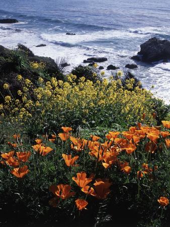 https://imgc.allpostersimages.com/img/posters/california-big-sur-coast-central-coast-california-poppy-and-ocean_u-L-PU49VB0.jpg?artPerspective=n