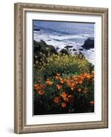 California, Big Sur Coast, Central Coast, California Poppy and Ocean-Christopher Talbot Frank-Framed Photographic Print