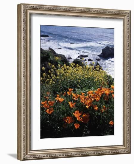 California, Big Sur Coast, Central Coast, California Poppy and Ocean-Christopher Talbot Frank-Framed Photographic Print