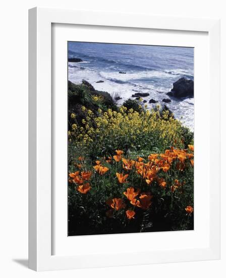 California, Big Sur Coast, Central Coast, California Poppy and Ocean-Christopher Talbot Frank-Framed Photographic Print