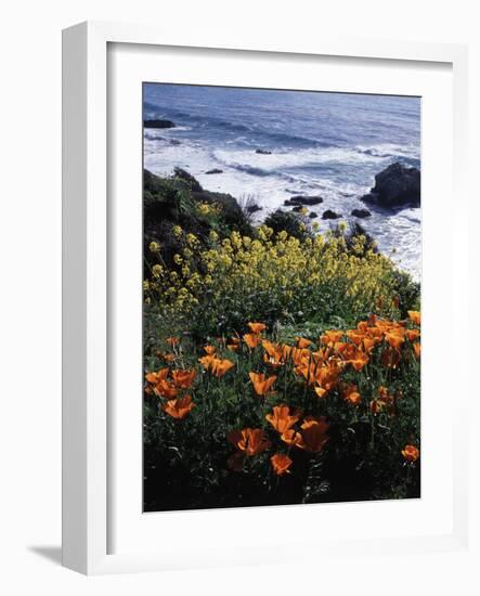 California, Big Sur Coast, Central Coast, California Poppy and Ocean-Christopher Talbot Frank-Framed Photographic Print