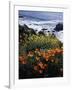 California, Big Sur Coast, Central Coast, California Poppy and Ocean-Christopher Talbot Frank-Framed Photographic Print