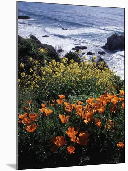 California, Big Sur Coast, Central Coast, California Poppy and Ocean-Christopher Talbot Frank-Mounted Photographic Print