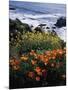 California, Big Sur Coast, Central Coast, California Poppy and Ocean-Christopher Talbot Frank-Mounted Photographic Print