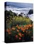 California, Big Sur Coast, Central Coast, California Poppy and Ocean-Christopher Talbot Frank-Stretched Canvas