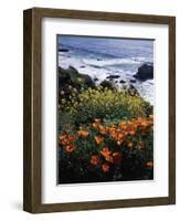 California, Big Sur Coast, Central Coast, California Poppy and Ocean-Christopher Talbot Frank-Framed Photographic Print