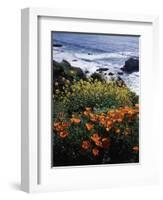 California, Big Sur Coast, Central Coast, California Poppy and Ocean-Christopher Talbot Frank-Framed Photographic Print