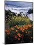 California, Big Sur Coast, Central Coast, California Poppy and Ocean-Christopher Talbot Frank-Mounted Photographic Print