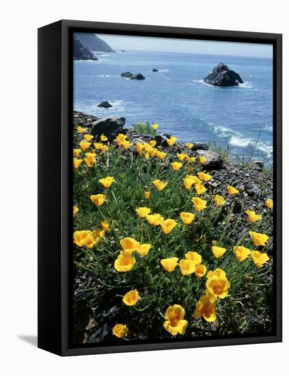 California, Big Sur Coast, Central Coast, California Poppy-Christopher Talbot Frank-Framed Stretched Canvas