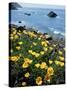California, Big Sur Coast, Central Coast, California Poppy-Christopher Talbot Frank-Stretched Canvas