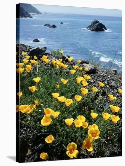 California, Big Sur Coast, Central Coast, California Poppy-Christopher Talbot Frank-Stretched Canvas