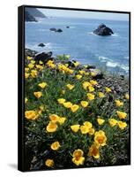 California, Big Sur Coast, Central Coast, California Poppy-Christopher Talbot Frank-Framed Stretched Canvas