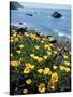 California, Big Sur Coast, Central Coast, California Poppy-Christopher Talbot Frank-Stretched Canvas