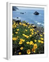 California, Big Sur Coast, Central Coast, California Poppy-Christopher Talbot Frank-Framed Premium Photographic Print