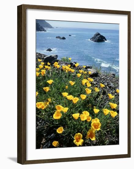 California, Big Sur Coast, Central Coast, California Poppy-Christopher Talbot Frank-Framed Premium Photographic Print