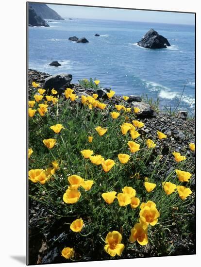 California, Big Sur Coast, Central Coast, California Poppy-Christopher Talbot Frank-Mounted Premium Photographic Print