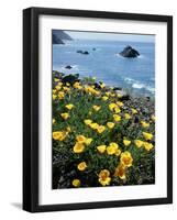 California, Big Sur Coast, Central Coast, California Poppy-Christopher Talbot Frank-Framed Photographic Print