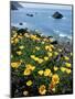 California, Big Sur Coast, Central Coast, California Poppy-Christopher Talbot Frank-Mounted Photographic Print