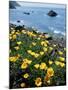 California, Big Sur Coast, Central Coast, California Poppy-Christopher Talbot Frank-Mounted Photographic Print