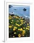 California, Big Sur Coast, Central Coast, California Poppy-Christopher Talbot Frank-Framed Photographic Print