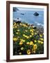 California, Big Sur Coast, Central Coast, California Poppy-Christopher Talbot Frank-Framed Photographic Print