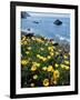 California, Big Sur Coast, Central Coast, California Poppy-Christopher Talbot Frank-Framed Photographic Print