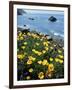 California, Big Sur Coast, Central Coast, California Poppy-Christopher Talbot Frank-Framed Photographic Print