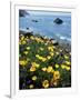 California, Big Sur Coast, Central Coast, California Poppy-Christopher Talbot Frank-Framed Photographic Print