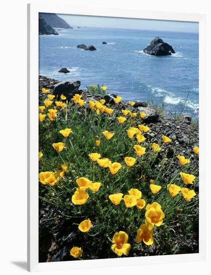 California, Big Sur Coast, Central Coast, California Poppy-Christopher Talbot Frank-Framed Photographic Print