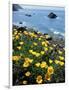 California, Big Sur Coast, Central Coast, California Poppy-Christopher Talbot Frank-Framed Photographic Print