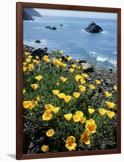 California, Big Sur Coast, Central Coast, California Poppy-Christopher Talbot Frank-Framed Photographic Print