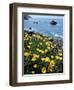 California, Big Sur Coast, Central Coast, California Poppy-Christopher Talbot Frank-Framed Photographic Print