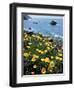 California, Big Sur Coast, Central Coast, California Poppy-Christopher Talbot Frank-Framed Photographic Print