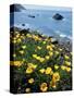 California, Big Sur Coast, Central Coast, California Poppy-Christopher Talbot Frank-Stretched Canvas