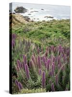 California, Big Sur Coastline, Wildflowers Along the Coast-Christopher Talbot Frank-Stretched Canvas